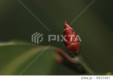 自然　植物　タブノキの新芽 9925467