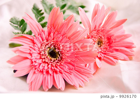 Pink Flowers Pink Flowers 9926170