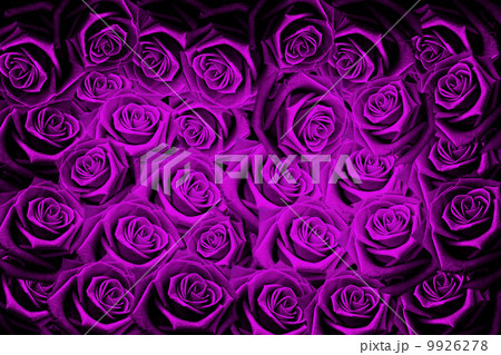 rose rose 9926278