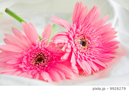 Two Pink Flowers 9926279