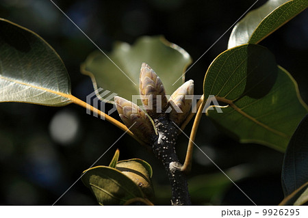 自然　植物　アカガシの新芽 9926295