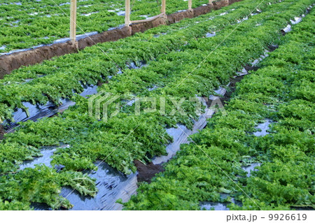 エンダイブ（ハウス栽培） 9926619