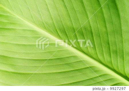 Green leaf 9927297
