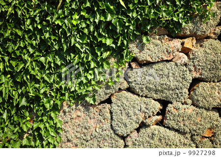 Background stone rock wall and ivy leaves 9927298