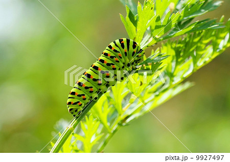Green caterpillar Green caterpillar 9927497