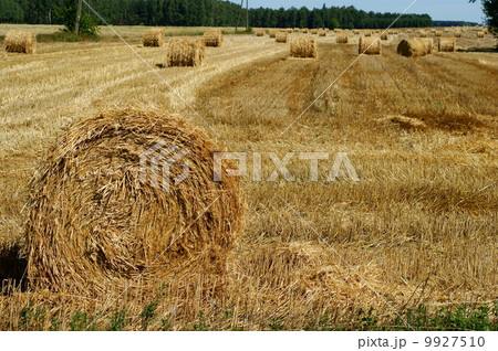 Rolled straw after harvesting - wheat field Rolled straw after harvesting - wheat field 9927510