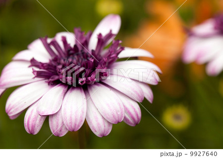 Purple Flower Macro 9927640