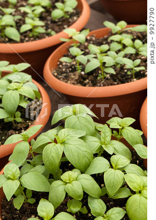 Potted Basil Plants 9927790