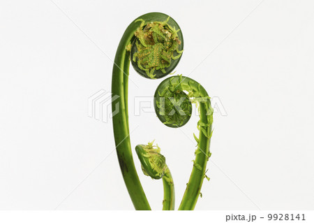 こごみ こごみ 9928141