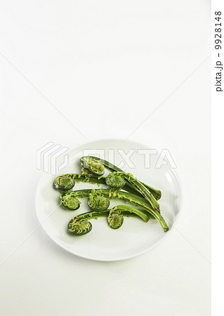 こごみ こごみ 9928148