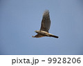 オオタカ 9928206