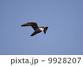 ハヤブサ 9928207