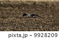ハヤブサ 9928209