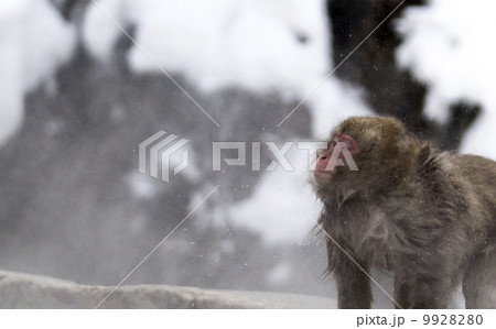 長野県　地獄谷温泉　猿 9928280