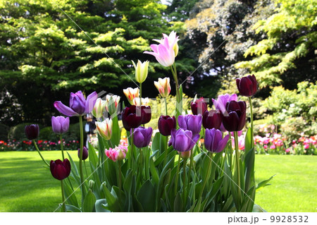 花 チューリップ 紫の花 花 チューリップ 紫の花 9928532