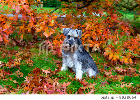 miniature schnauzer outdoors miniature schnauzer outdoors 9928664