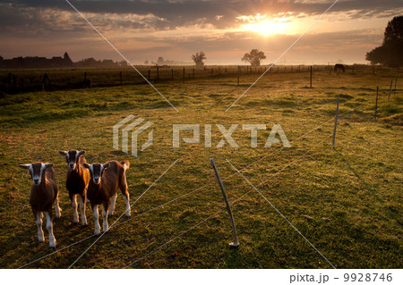 goats on pasture goats on pasture 9928746