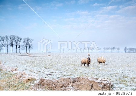 sheep on winter pasture sheep on winter pasture 9928973