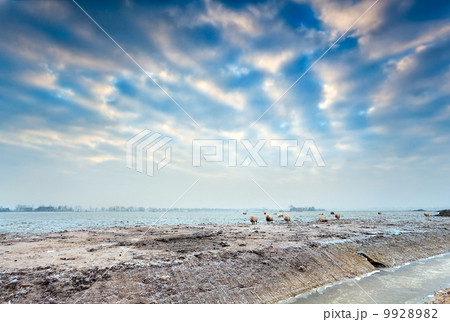 sheep on winter pasture sheep on winter pasture 9928982