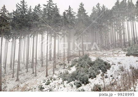 snowstorm in coniferous forest 9928995