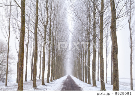 road between tree rows in winter road between tree rows in winter 9929091