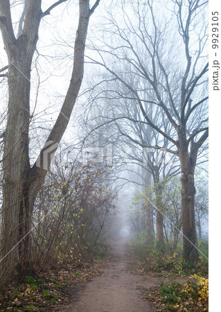 narrow path in misty day 9929105