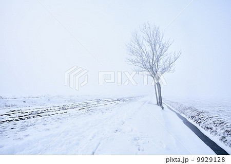 lonely tree in frost 9929128
