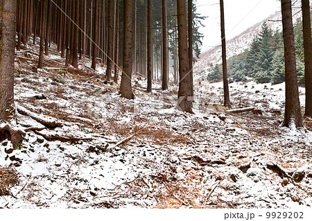 forest ni Harz mountains 9929202