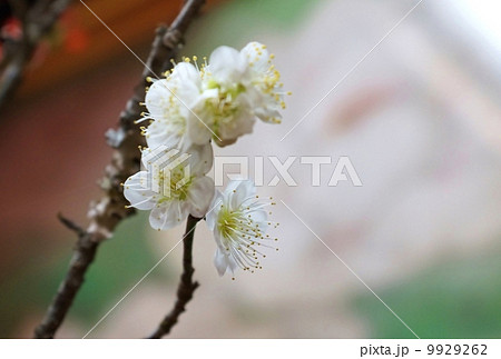 春素材・満開の白梅の花・横位置 春素材・満開の白梅の花・横位置 9929262