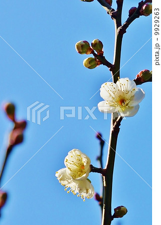 春素材・可憐な白梅の花・青空バック縦位置 9929263