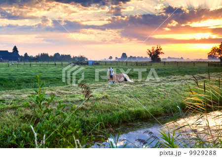 horse relaxed on pasture at sunrise 9929288