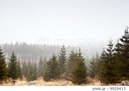 coniferous forest in fog 9929415