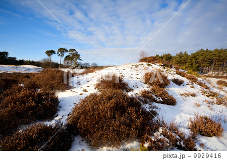heather on hill in winter 9929416
