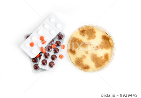 Penicillum fungi on agar plate and pills 9929445