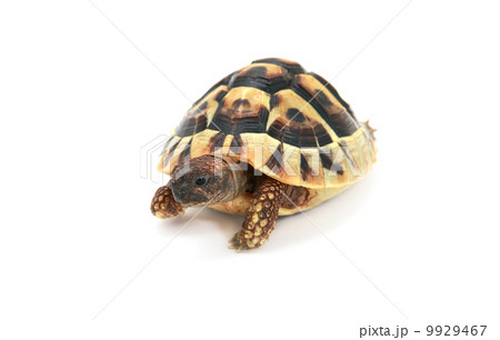 Hermann's tortoise on white Hermann's tortoise on white 9929467