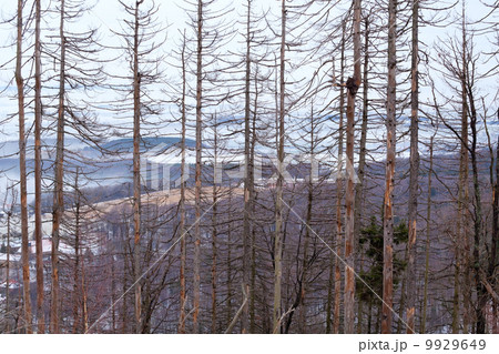 dry spruce trees in winter forest 9929649