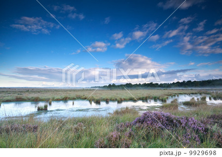 blue sky over swamp with heather 9929698