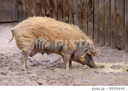 Adult dirty pig 9930444