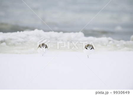 シロチドリ シロチドリ 9930649