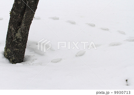 雪の上の足跡 9930713