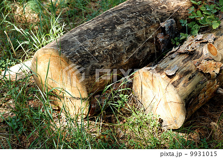 Stack of pine logs in green grass at the edge of summer forest. 9931015