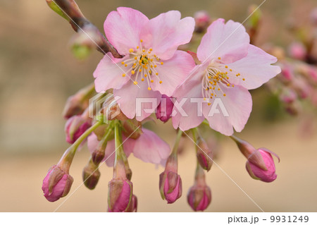 河津桜 河津桜 9931249
