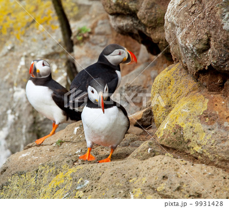 Puffin 9931428