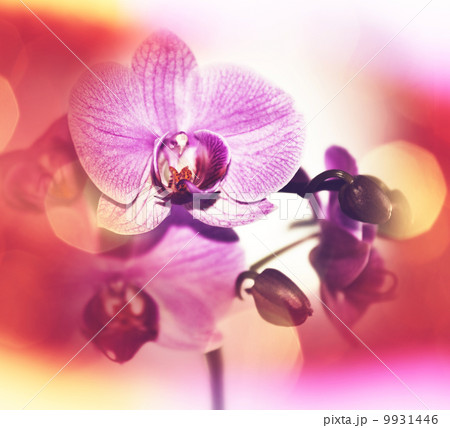 Orchid Orchid 9931446