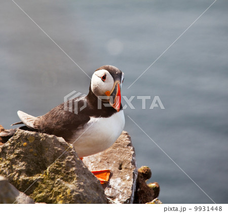 Puffin Puffin 9931448