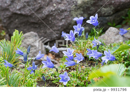 イワギキョウ(群生) イワギキョウ(群生) 9931796