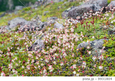 チシマツガザクラ（群生） 9931804