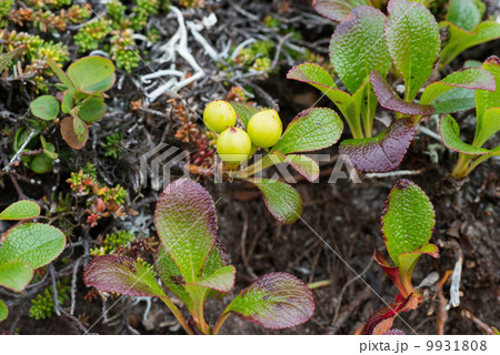 クロマメノキ(実) クロマメノキ(実) 9931808