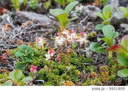 チシマツガザクラ 9931809