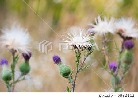 Thistle flowers group Thistle flowers group 9932112